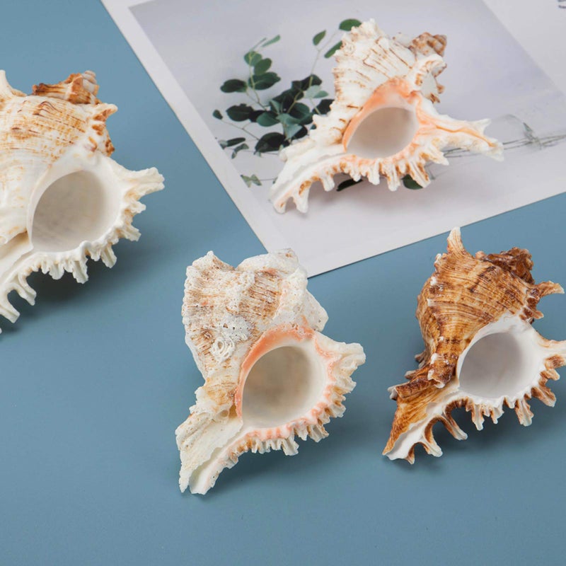 ANPHSIN 4 Pack Conch Sea Shell Air Plant Holders- 4-5 inches Natural Airplant Pot  Decorative Tillandsia Succulent Display Container for Gardening Housewarming Gifts Home Table Decors  No Plants - Image 4